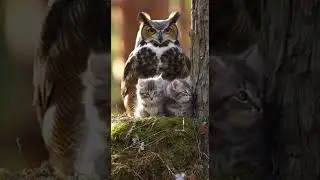 Kittens take over a new nest&hellip; Mom Owl doesn't back down #CuteAnimals #Wildlife #PetShorts