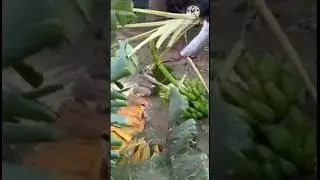 Organically grown bananas/#shorts