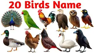 20 Birds Name | Birds Name Hindi & English | Birds Name | Birds Name for kids | Birds Name