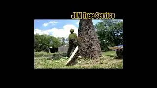 Ash Tree Down!!  #treeclimbing #treeclimber #treework #treeremoval