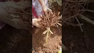 கொத்து கொத்தா