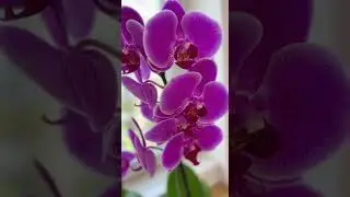 Water with rice water &rarr; guaranteed flowering orchids