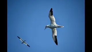 L&rsquo;archipel des sept &icirc;les - L'&icirc;le Rouzic et les fous de bassan 4K - Perros Guirec - Bretagne - France