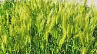 The Beauty of a Green Wheat Field