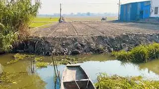 Ducks Swimming in a Quiet Asian Village Pond | Countryside Moments