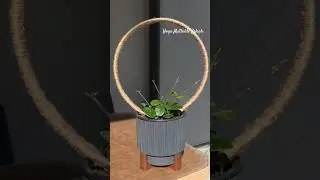 Хойя Матільда Сплеш - Hoya Mathilde Splash #plants #рослини