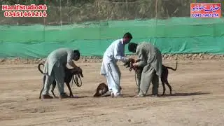 17. Nov 2022 round 4 National Coursing Club track race