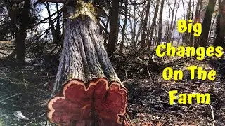 Logging Eastern Red Cedars In The Foothills Of The Ozark Mountains!