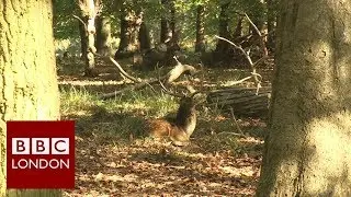 Warning over foraging in London&rsquo;s Royal Parks &ndash; BBC London