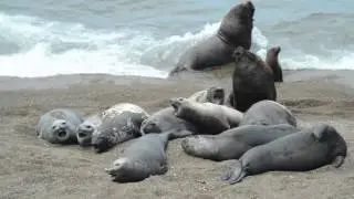 Patagonia: Seals and Sea Lions