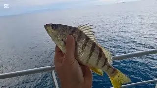 Fishig off the coast of Brazil from a container vessel / Pescuit pe coasta Braziliei 