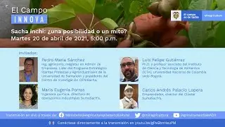 #ElCampoInnova - Sacha inchi: ¿una posibilidad o un mito?