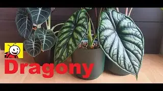 Alokazje DRAGONY w BIEDRONCE dragon scale & silver dragon