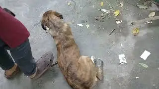 Brown Stray pup fights White Stray dog over food/Sibling Stray pups eating raw chicken feet/snacks