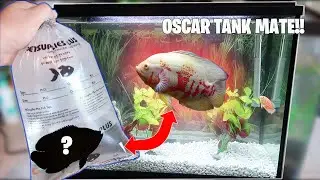 BUYING My Lonely Oscar Fish a TANK MATE! (Did it help?)