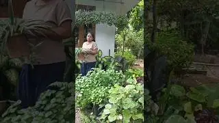 replanting spider plant##tiew vlogs