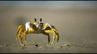 Controller Forever 🦀