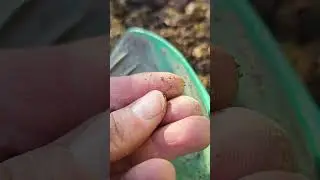 Мне пришлось искать этот экземпляр дважды.