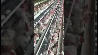 Poultry Farming!! egg laying!! viral shorts