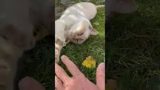 Super cute cat in the Garden ✨😻 part 245 of 10,000 #cats #catlife #cute