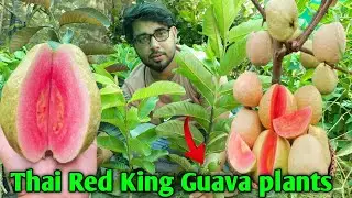 Thai Red King Guava plants,,भारत में तहलका मचाने आ गए हैं और एक नई प्रजाति की अमरूद,अजी कलेक्ट करें