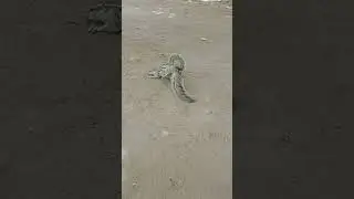 gulari sex like me please subscribe add channel for you video 2023