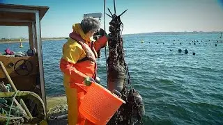 Mussel farms fight against pollution in the Baltic; one of the most polluted seas in the world