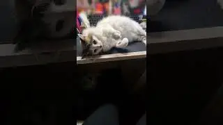 Princesa y Pepon
