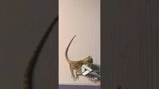 Two headed lizard eats separately || Viral Video UK