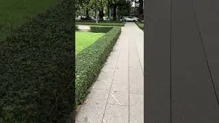 Walk through Royal Independence Gardens- #flyingfox 🦇 