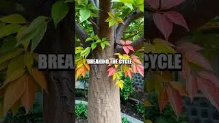 The Mystical Significance of Bodhi Tree in Buddhism