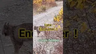 Lynx Encounter Part 1 #outdoors #fishing #camping #hunting #fypシ #ontario