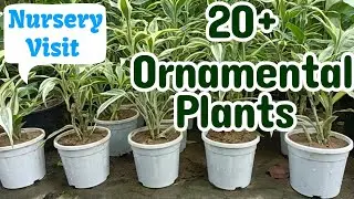 20+ Ornamental Plants with name & price// August month nursery visit