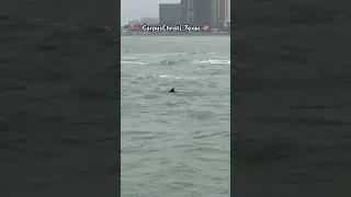 Dolphins at Corpus Christi downtown #usa #corpuschristi #texas #travel #dolphins #texaswatersafari