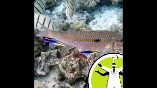 Do fish orgasm?