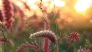 Nature Grass Background| Free HD Stock Footage