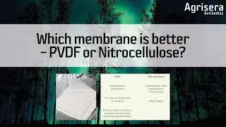 Which membrane is better &ndash; PVDF or Nitrocellulose?