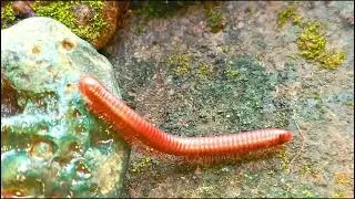 A Close-up look at the unique forest millipede colonies #Nature #ForestMillipede