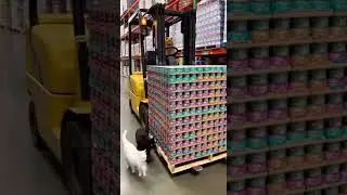 Forklift Certified Cat Steals ALL the Wet Food