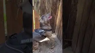 SERVICE DOG OBEYING COMMANDS#shorts #dog 🐕&zwj;🦺