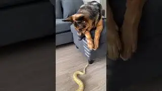Snake rack build with ball python. 
