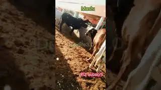 Cow stock | viral kardo bhai| #ytshorts   #ytshortsvideo #yshortsviral #youtube  @Dailylife3.O ​
