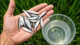 Tiny Creatures Found In The Water! Catch wild betta fish, ornamental fish, snail ( episode 05 )