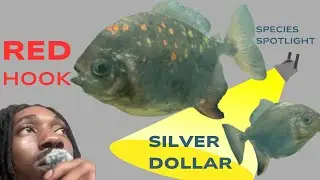 Red Hook Silver Dollar Fish