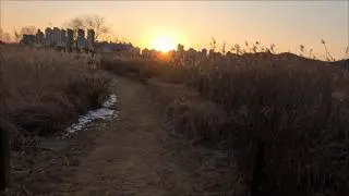 [4K POV] 13MIN - Sunset Run through the Reed Fields | NO Talking