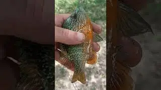 Pumpkinseed Fish! Are Beautiful!