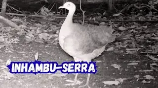 Inhambu-Serra (Tinamus major) e Filhote Flagrados por C&acirc;mera de Trilha ao Final da Tarde