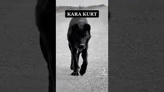 KARA KURT PANİ #wolf