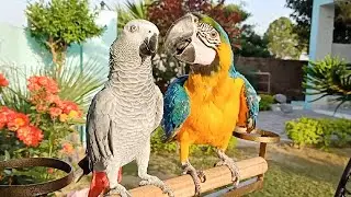 American Parrot vs African Grey Parrot