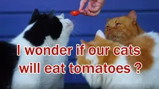 I wonder if our cats will eat tomatoes ? The cat's life